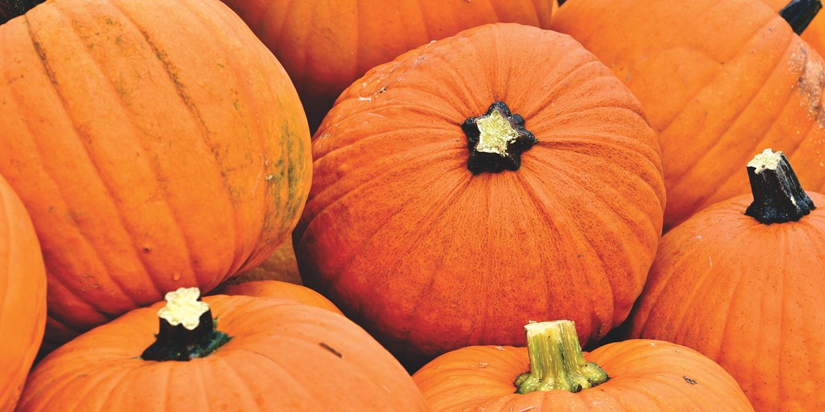 6 Reasons to Exercise Caution in the Pumpkin Patch